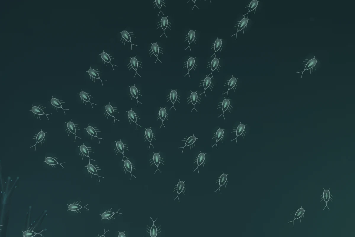 A large shoal of Glass Skippers swimming together